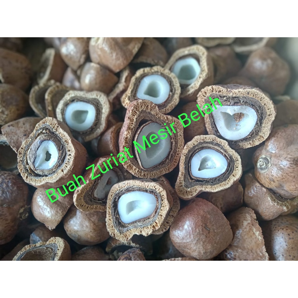 

buah zuriat mesir belah/zuriat mesir Promil belah