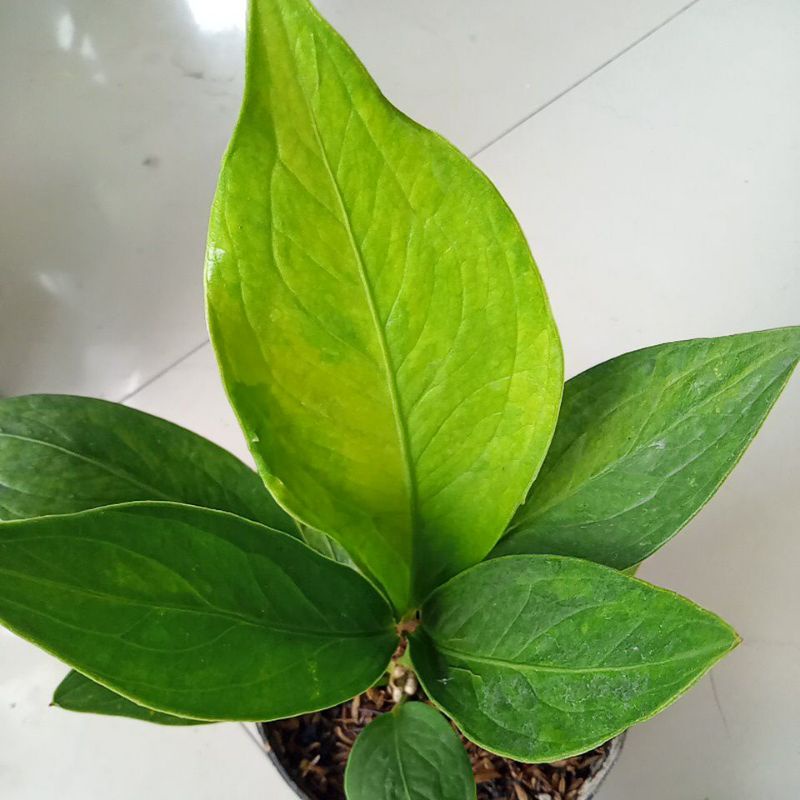 jemani eka  varigata remaja