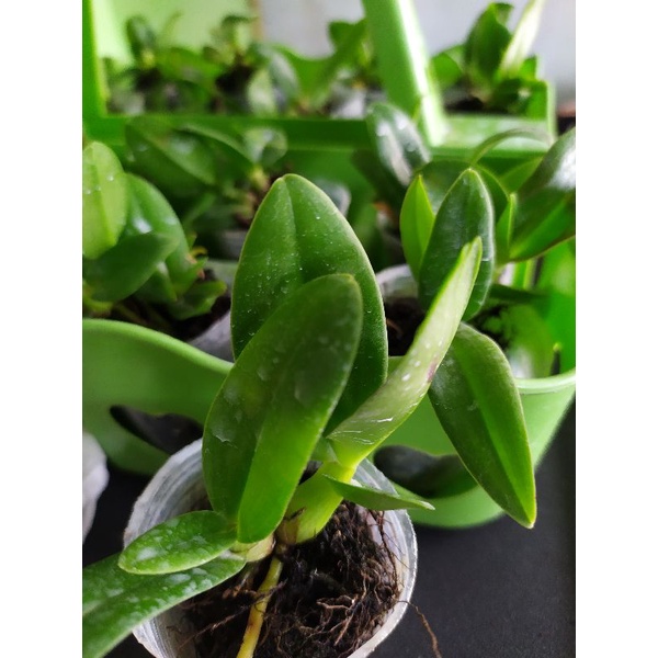 Seedling anggrek besi