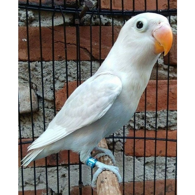 Lovebird Biru Blue Ice