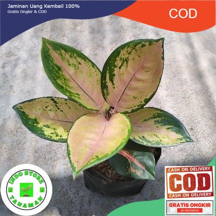 Aglonema sultan Brunei Dewasa (FREE POT+MEDIA TANAM)
