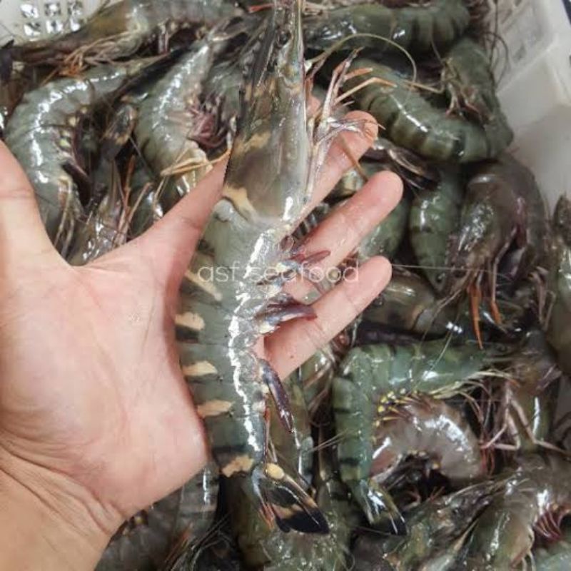 Udang Tiger/Udang Windu (Tanpa Kepala) per 1kg