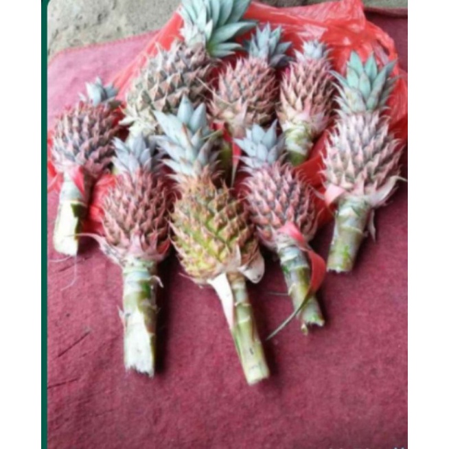 

6buah nanas muda langsung kupas