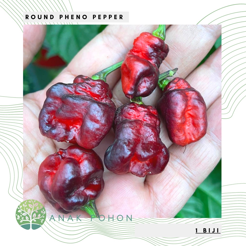 Benih Bibit Biji - Cabai Round Pheno Pepper Cabe Super Pedas Seeds