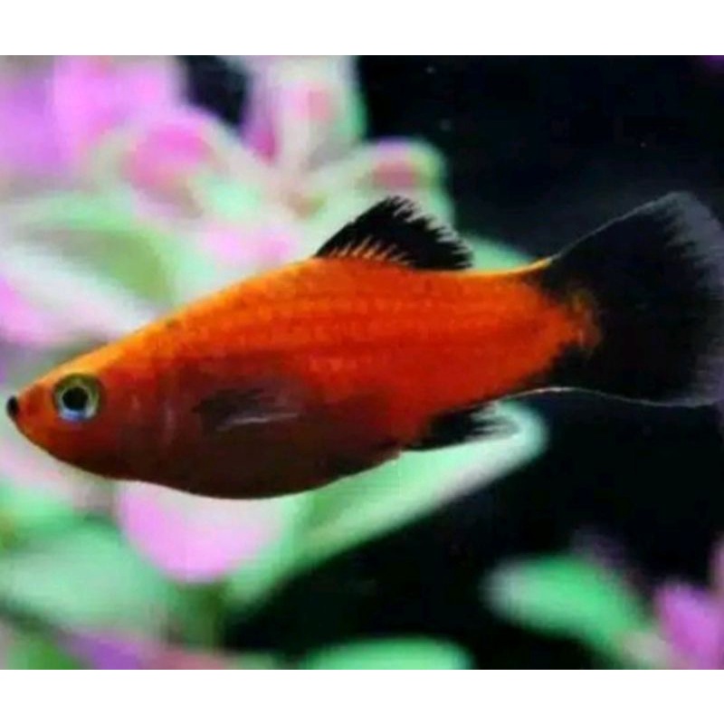 

indukan molly betina