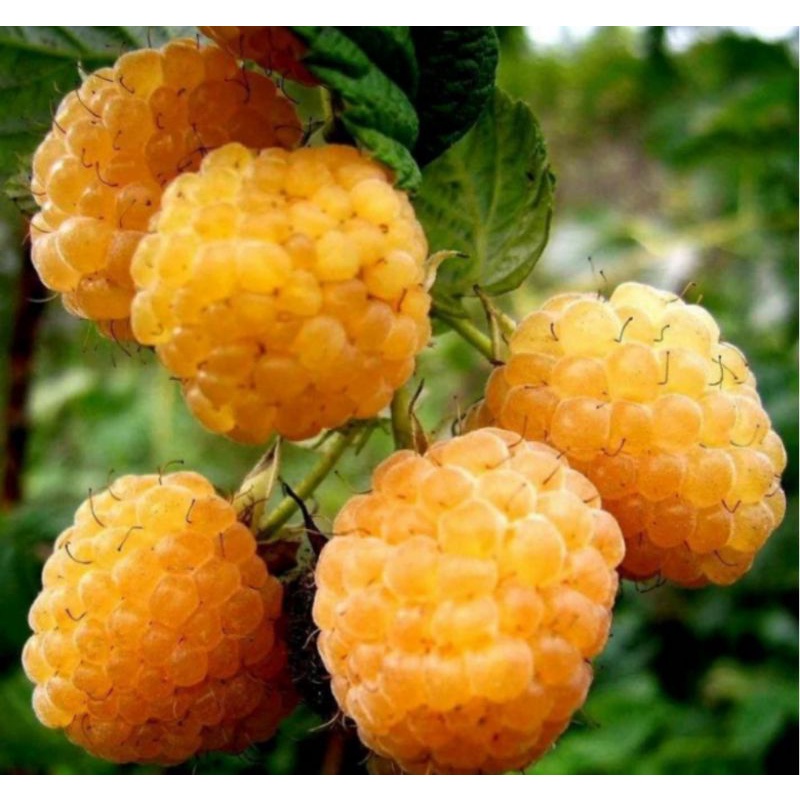 Crystalcove12 Bibit Buah Raspberry Kuning / Yellow Raspberry / Golden Raspberry, Cepat Berbuah