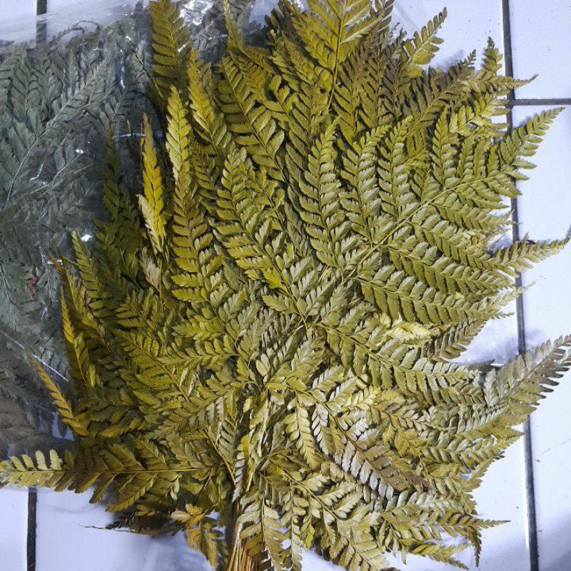 Daun Pakis Hiasan Buket Mahar