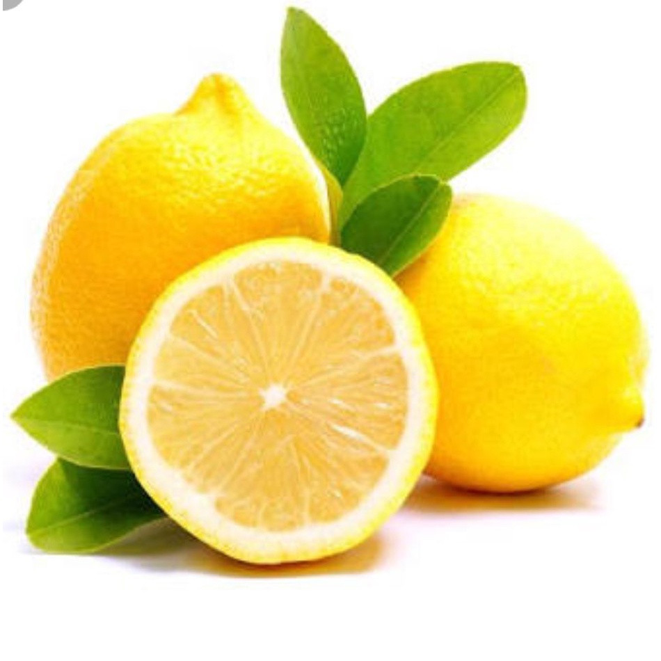 bibit jeruk lemon tea okulasi