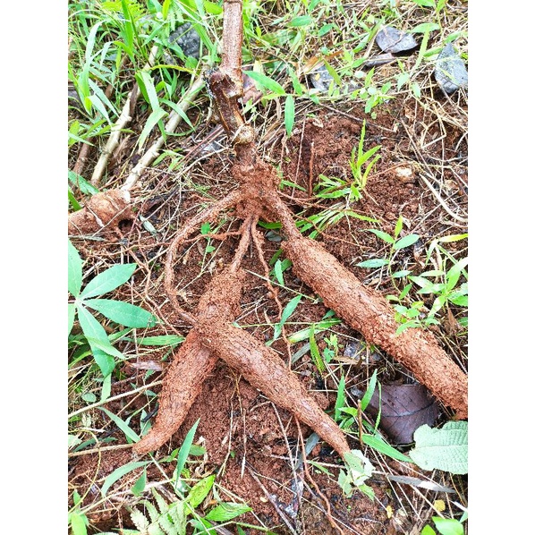 Singkong racun sapi kuru/ 500 gram