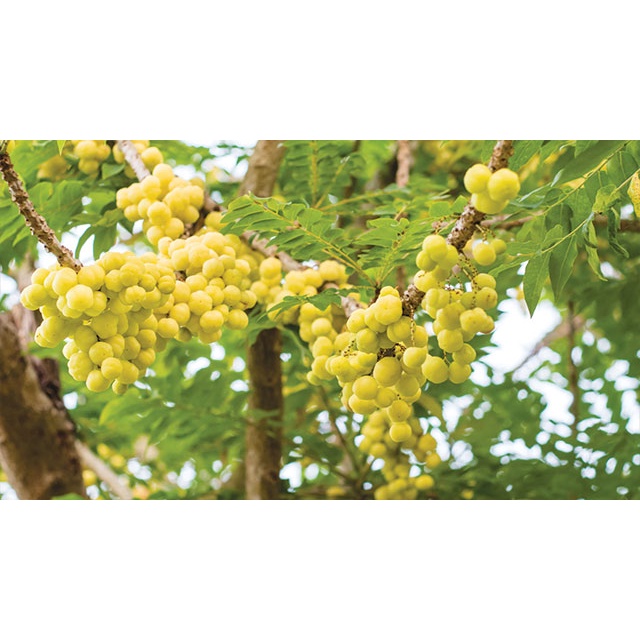 

buah cermai segar 1kg
