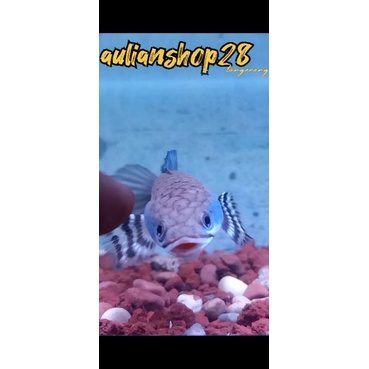 cana pulcra hiasan aquarium grad A termurah size 4-6cm