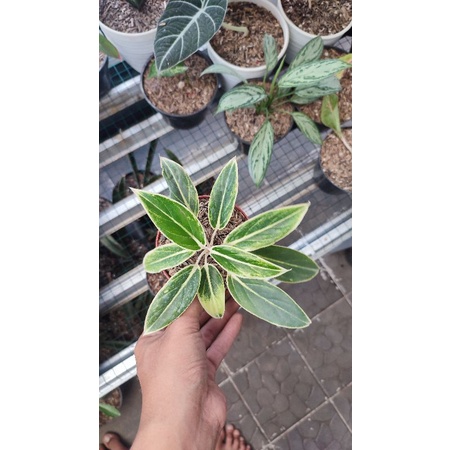 Aglonema Lipstik white