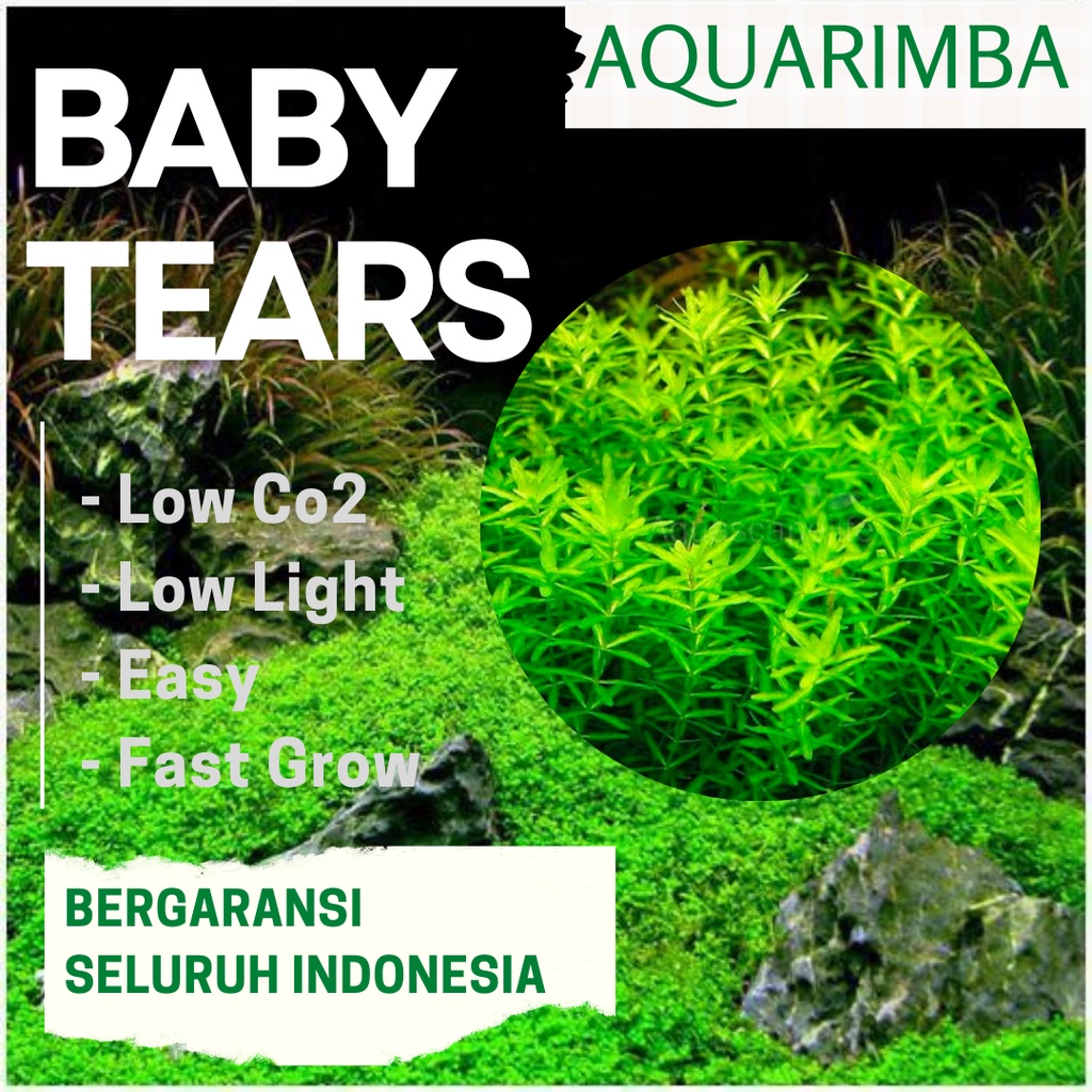 Baby tears ( tanaman carpet aquascape  Tanpa co 2 )