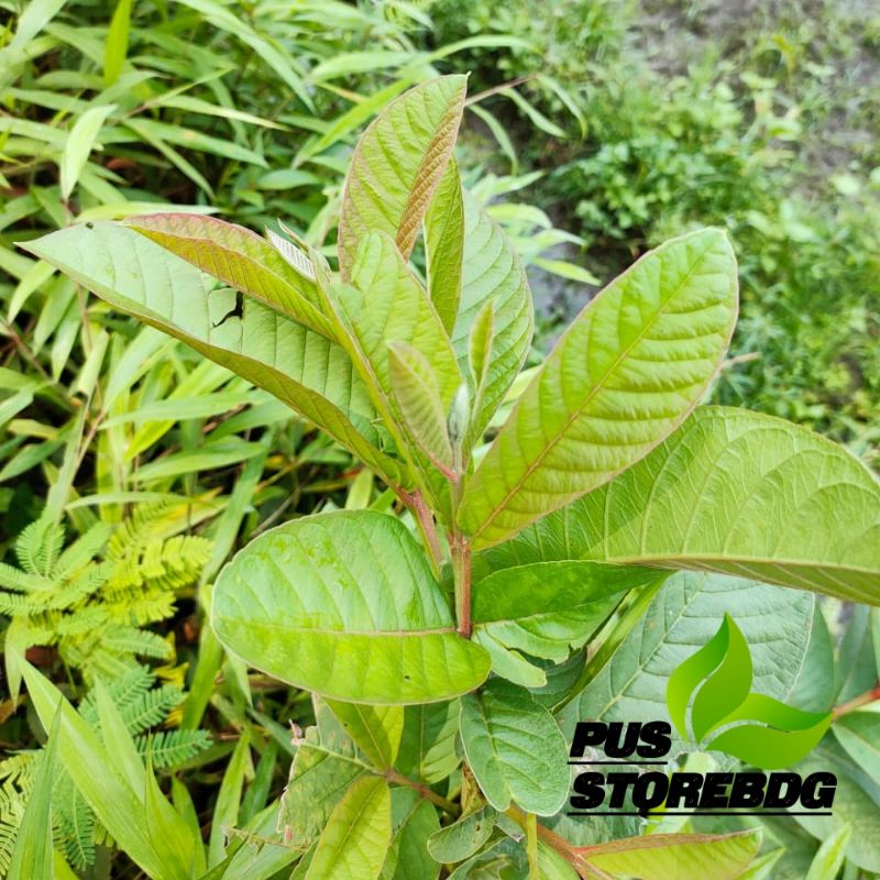 

Daun jambu biji segar 500 grm petik langsung