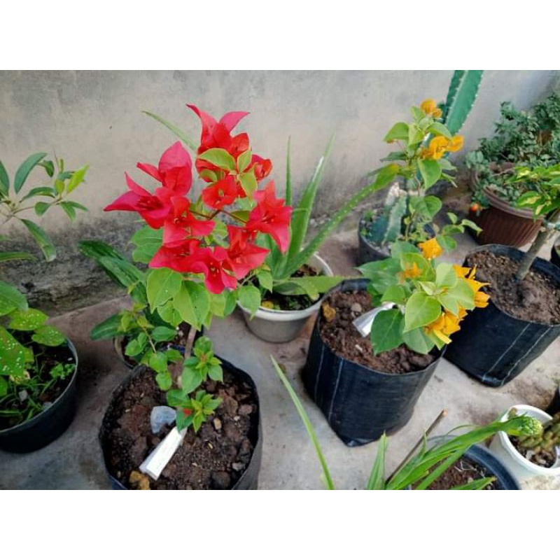Bougenville merah cabe + kuning