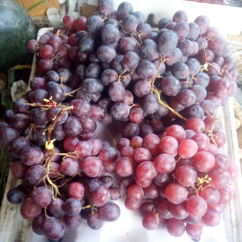 

Anggur harga tertera 7000 utk 100gr