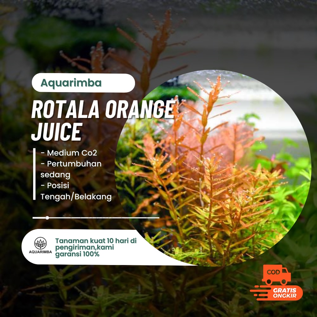 Rotala orange juice - tanaman aquascape