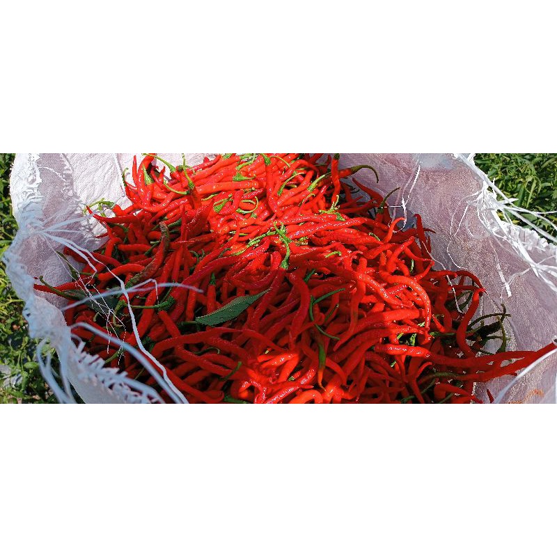 

Cabe Merah Keriting 1kg | Promo