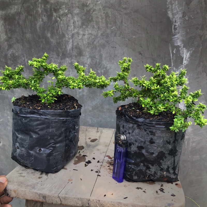 saeng simbur thailand super mikro bunga ungu bukan anting putri