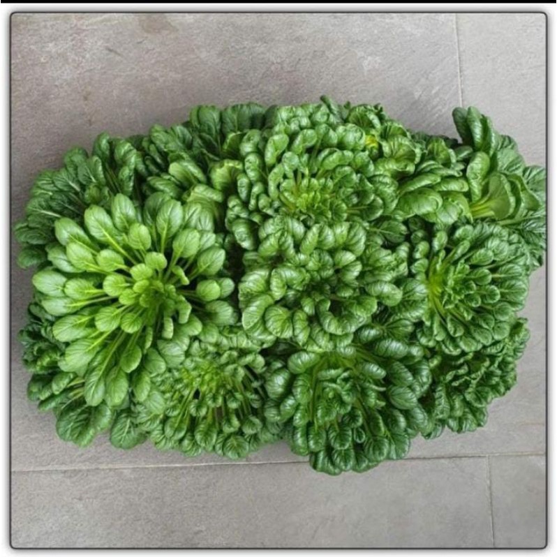

Sawi Pagoda/Tatsoi Organik 500gr
