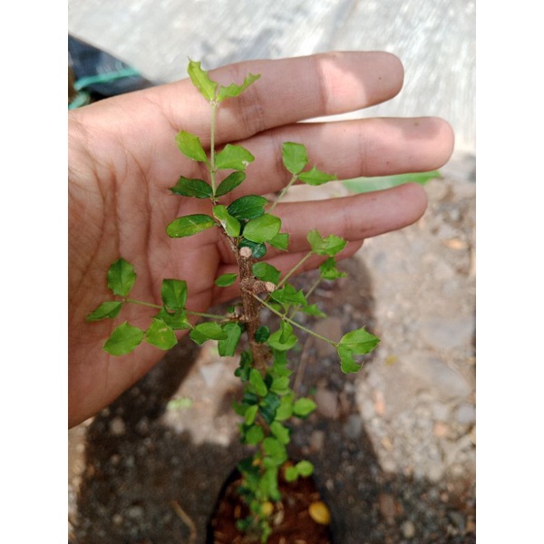 Bibit Bonsai Mirten Duri