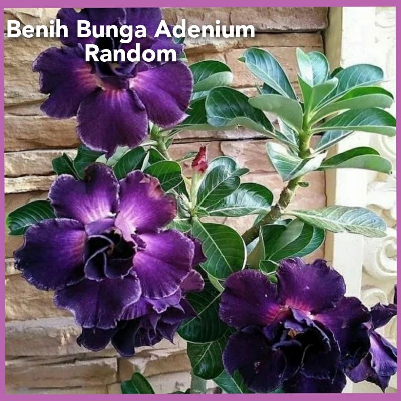 Benih bunga kamboja Jepang warna random 5 butir