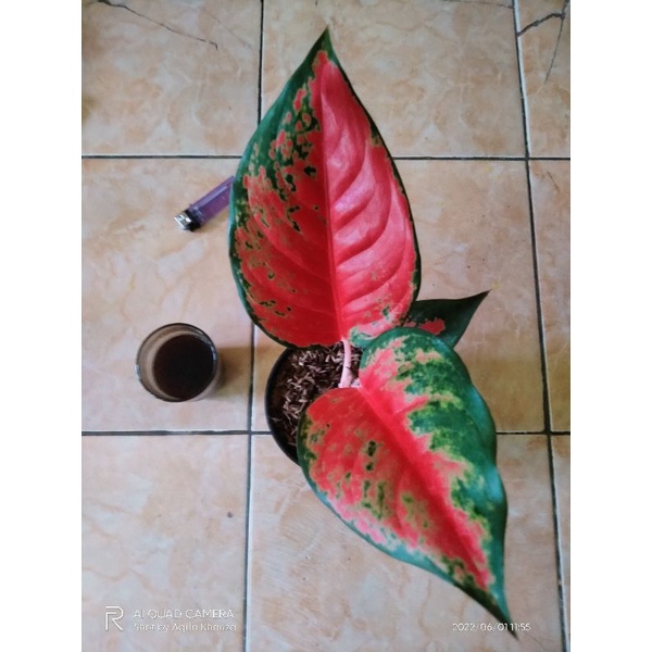 Aglonema Baby Camelon