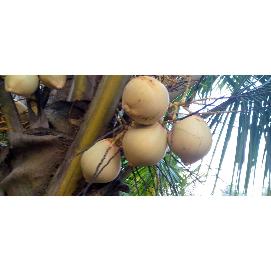 

kelapa muda gading kuning