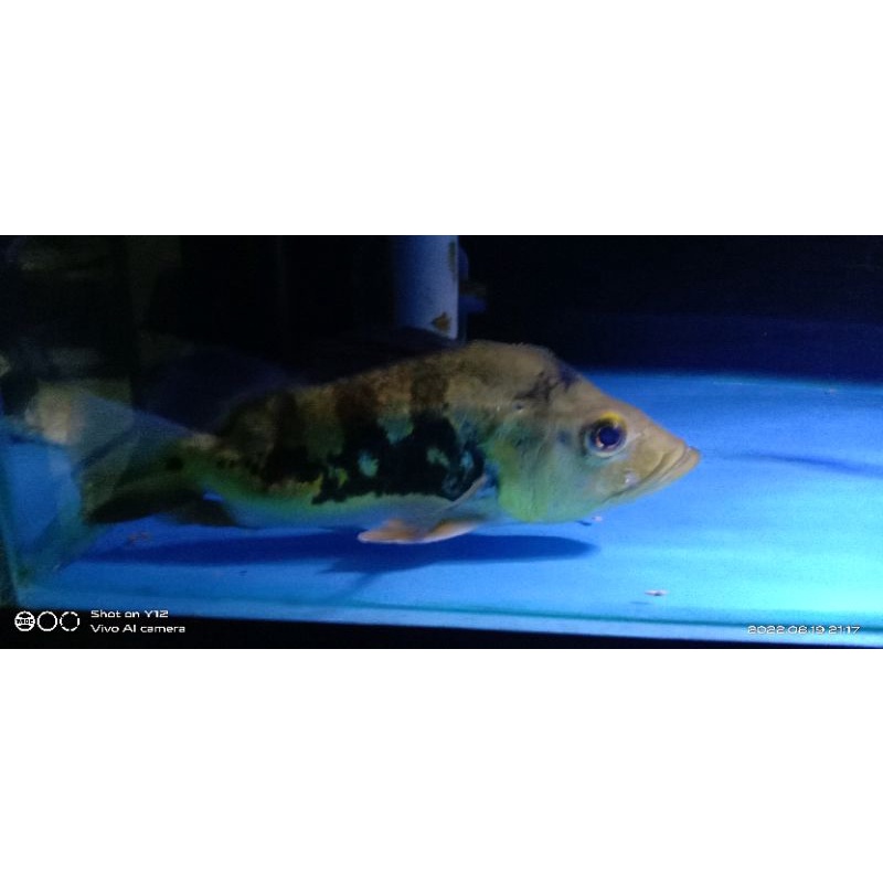 pbass