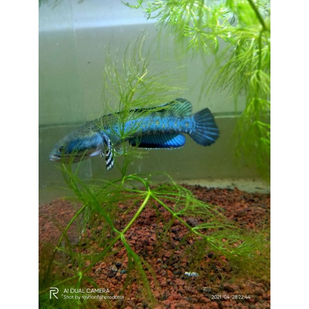 BP BLUE PULCHRA 10-12CM