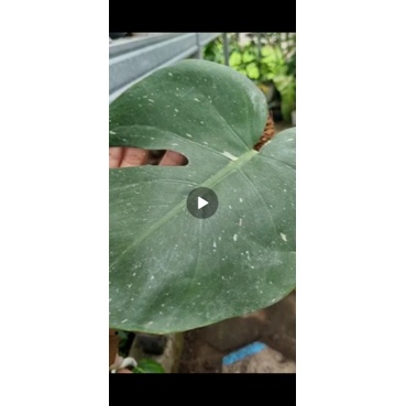 Monstera thai constellation