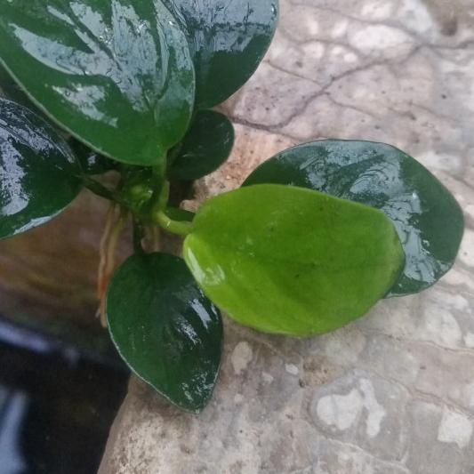 anubias nana