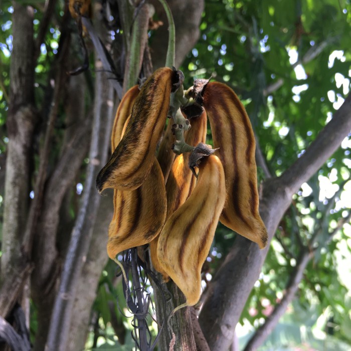 Bibit Tanaman / HERBAL LJ/ Kacang Koro Rawe Gatal Mucuna Sp.