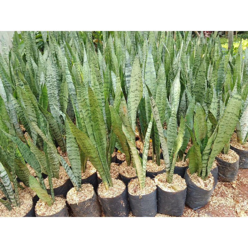 Tanaman hias Sensipera hijau/tanaman hias sensipera/lidah mertua