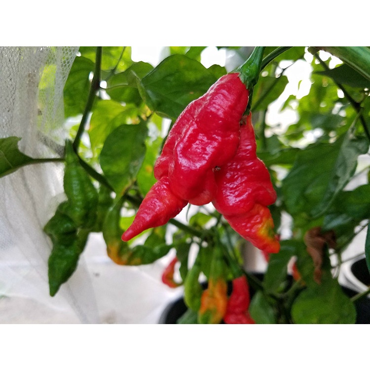 Benih Bibit Biji - Cabai SRTSL Sara Ragoonan Trinidad Scorpion Long Cabe Super Pedas Pepper Seeds