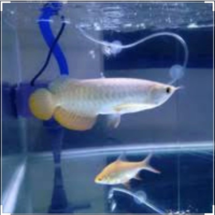 Ikan Arwana Golden Red size 9-10 cm,Surat Lengkap sertifikat dan chip