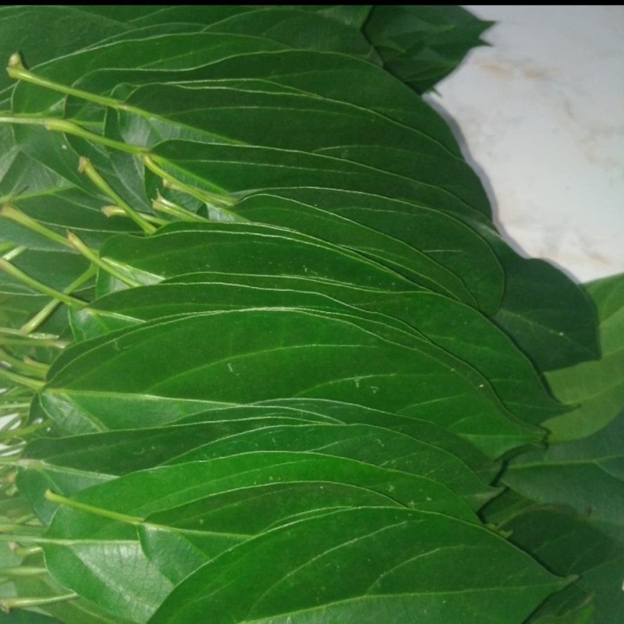 

Daun cincau hijau segar tanpa pestisida