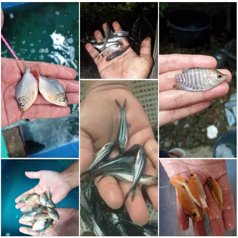 Bibit Ikan Air Tawar Medan (Gurame Hitam Soang)