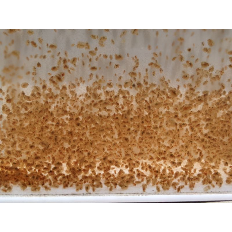 Daphnia Magna Kutu Air Makanan Ikan Daphnia Magna Dapnia