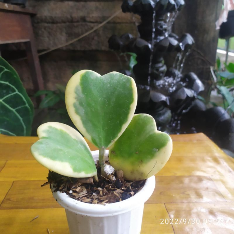 tanaman hias Hoya kerii variegata cluster || hoya kerii reverse variegata Australian