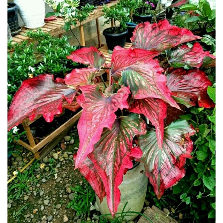 keladi infinity/caladium invinity/caladium