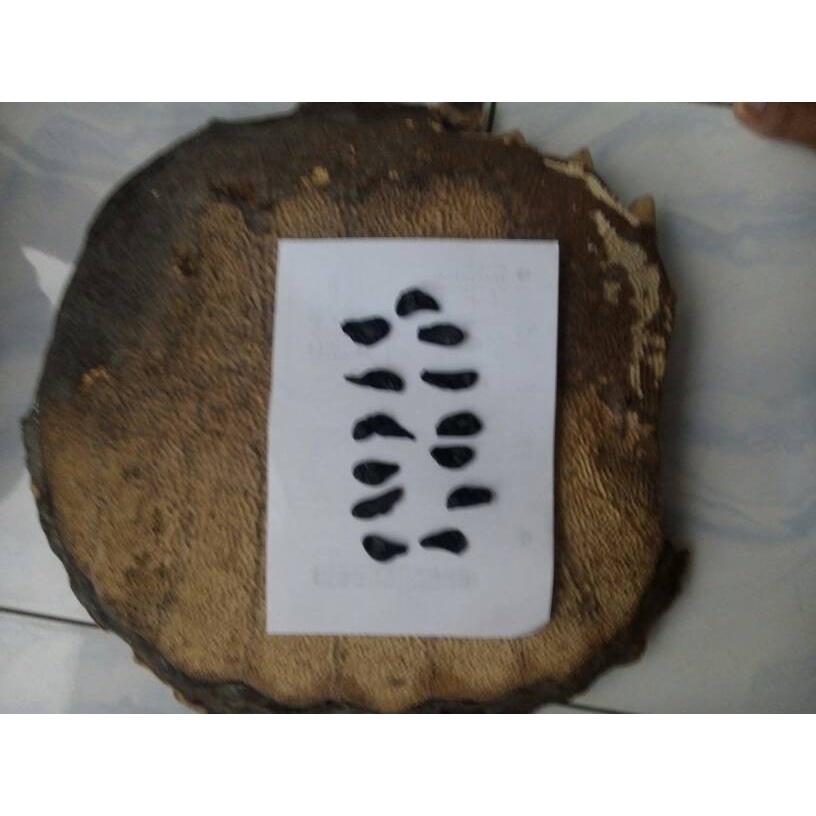 empedu bulus asli ibu aminah obat pegel linu asthma kencing manis darah tinggi atau darah rendah sak