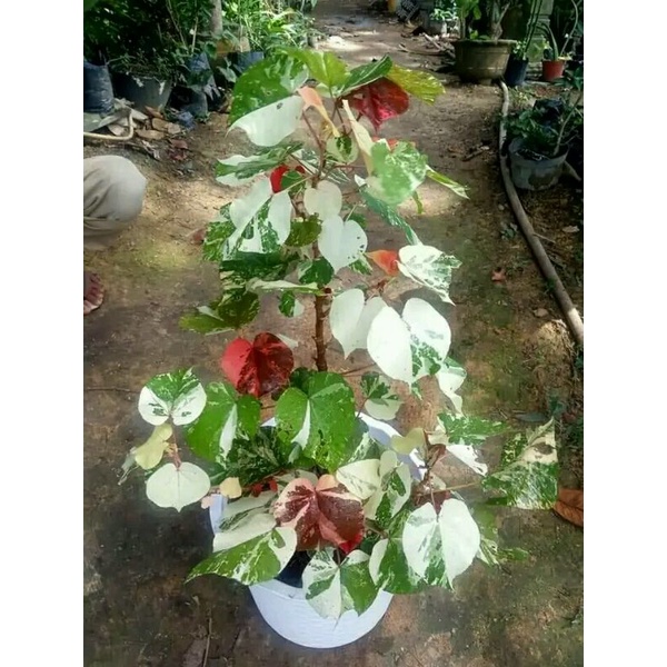 bibit bahan bonsai waru varigata merah