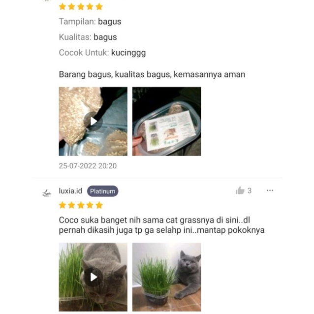 Paket Rumput Kucing Cat Grass Wheatgrass Rumput Benih Gandum Microgreen Wheat Grass  (1 Box Tanam + 1 Karung Tanah + 5 Bungkus Bibit) FEFARM