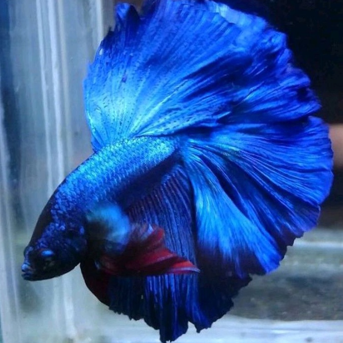 Cupang Hm Rosetaile Warna Royal Blue Ukuran L+ Sudah Full Block