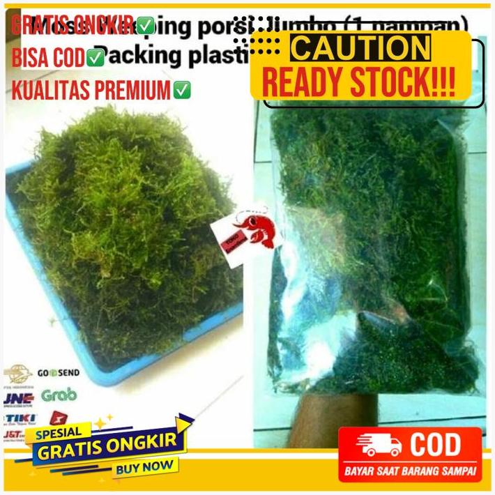 Java Moss Aquascape Porsi Nampan