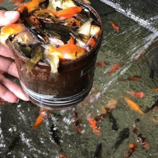 Umpan Ikan Predator/Anakan Ikan Mas Pakan Ikan Predator 1 Liter - 1/2 liter