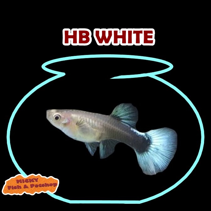 BETINA Guppy HB White INDUKAN Grade