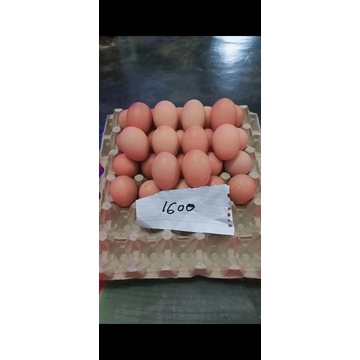 

Telur Sehat