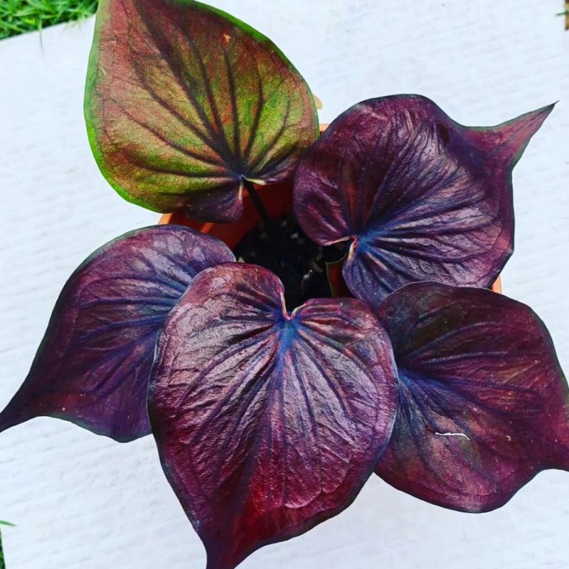 Caladium Selma/ bunga keladi / tanaman hias keladi murah / tanaman keladi hidup / caladium thailand 